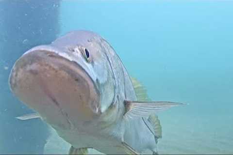 Underwater Fish Cam - July 2021 Recap