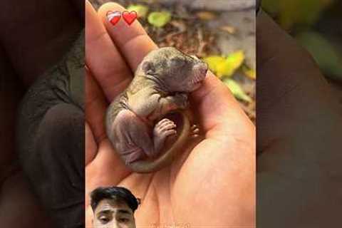 Baby squirrel 🐿️ ❤️🫶 #squirrel #cute #video #animals #youtube #trending #funny #music #comedy