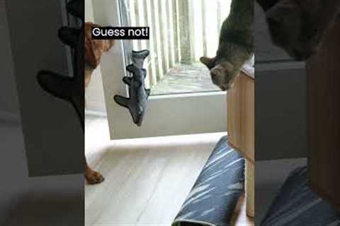 Dog learns to use the door (and tricks the cat)