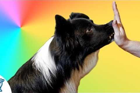 How To Teach Your Dog To Touch Your Hand- Nose Target - Professional Dog Training Tips