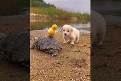 Unlikely Animal best friends English Staffy Peggy and Young Magpie Molly lazing in the sun