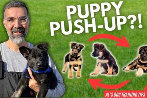 3 MUST KNOW Puppy Tricks for Beginners! | Al’s Dog Training Tips