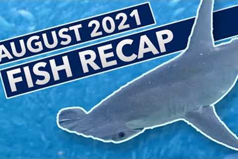 Underwater Fish Cam - August 2021 Recap