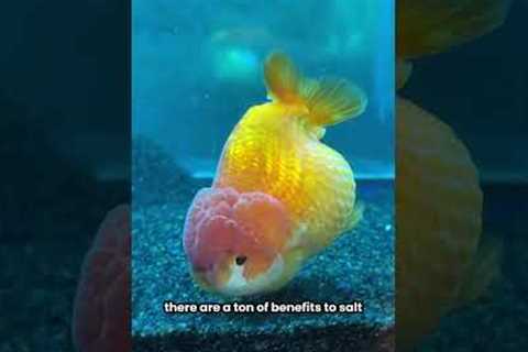 Why I add SALT to a FRESHWATER tank