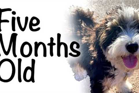 Moose at 5 months: bernedoodle puppy update