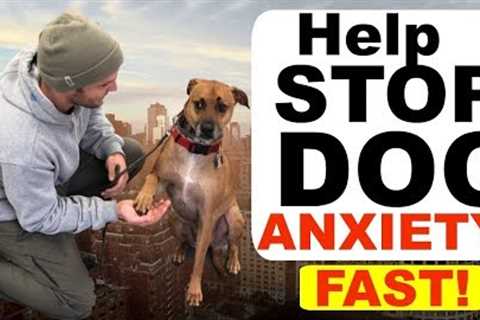 How to stop Dog Anxiety Fast -Dog anxiety training|Fearful dog training tips!