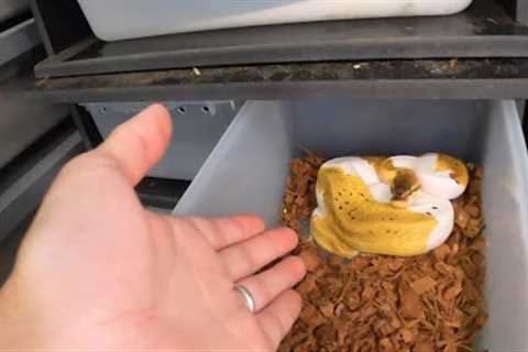 Afraid to Pickup Your Snake? Watch to Discover How to Overcome Your Fears Handling Your Ball Python!