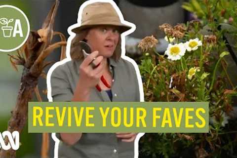 How To Revive Dying Plants | Gardening Hacks | Gardening Australia
