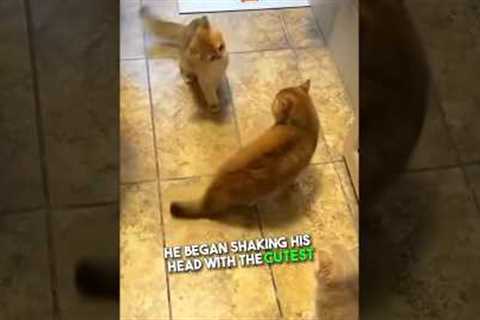 Cat shows off his boxing skills 😂