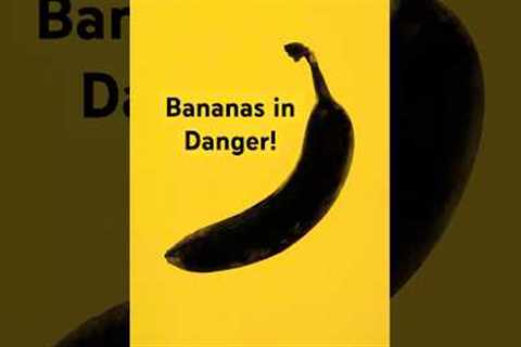 Climate Change Threatens Global Banana Supply, Scientists Warn #trendstream #banana |