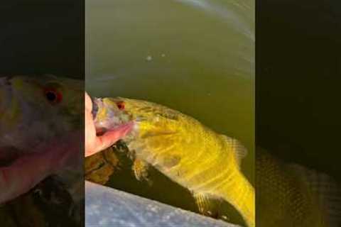 Fishing the WORST lake in Michigan called Belleville Lake. #fishing #fisherman #funny #rage #bass