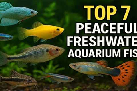 TOP 7 PEACEFUL FRESHWATER AQUARIUM FISH