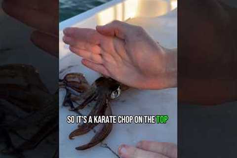 How to humanely kill a squid for food/bait.