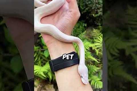 These Are The Best Exotic Pets To Own!