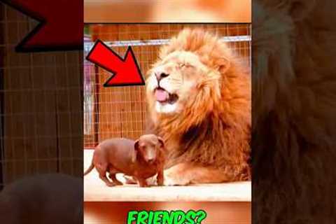 You Won’t Believe These Animal Friendships – Especially the Last