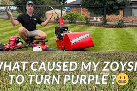 Why Is My Sir Grange Zoysia Turning PURPLE?! Pre-Winter Lawn Update!