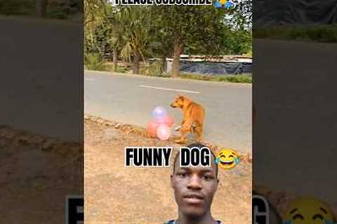 Funny Dog 😂 #funny #trending #youtubeshorts #comedy #video #youtube #dog #reels