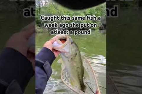 Stacking numbers on Big Bass #fishing #lake #carp #bassfishing #sunfish #perch #footballjig #pike
