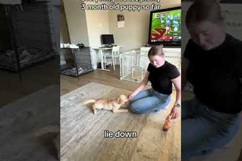Dog Training Secrets Revealed! 🐶✨ (FREE Lessons from a Pro Trainer—Act Fast!) #dogtrainingtips