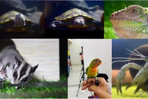 For My Exotic pet’s and getting their love is a great bonding experience with them.free fly training
