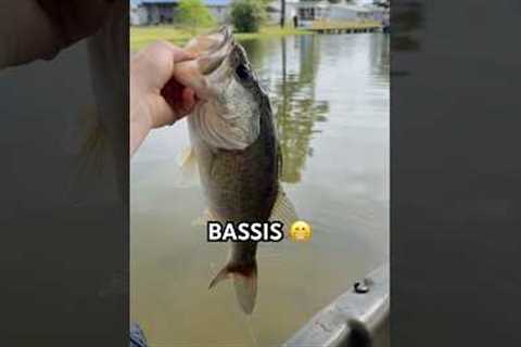BASSIS🔥🔥🔥🔥#fishing #trending