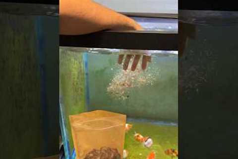 Don’t make this mistake when feeding your fish!