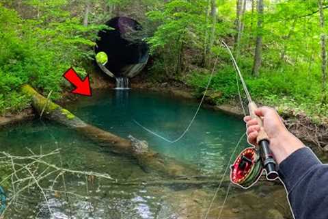 I Fished this SECRET Creek and was shocked by what I found!! (Fly Fishing for Trout)