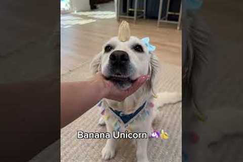 Useless Tricks I Taught my Dog! PART 2