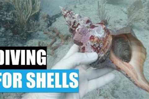 Should I scuba for shells? First time diving a shipwreck for seashells.