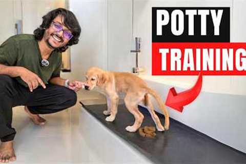 Dog potty training ! Completely potty train your dog or pup quickly and easily PART 1