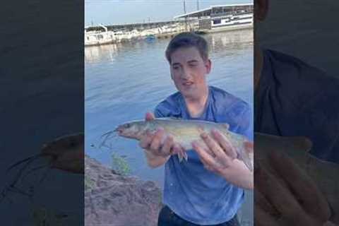 #bassfishing #fishing #fish #catfishing #catfish #lakefishing #fun #virelshorts #viralshort