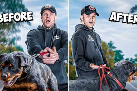 How to STOP Leash PULLING in 8 Minutes- REAL RESULTS!