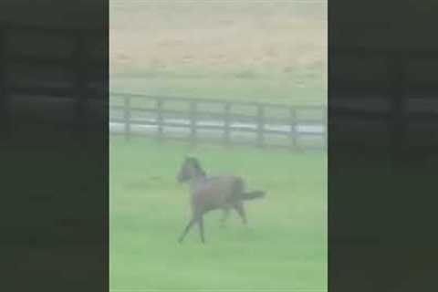 Jockey falls off horse at 40mph