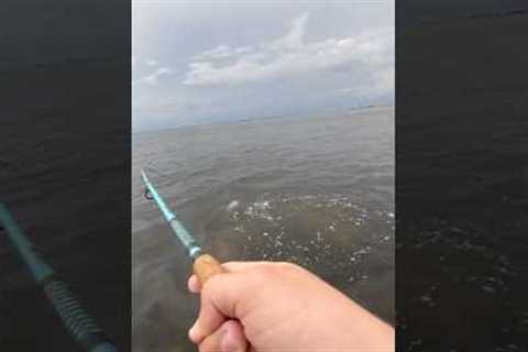 Uhhhh…. #shorts #fishing