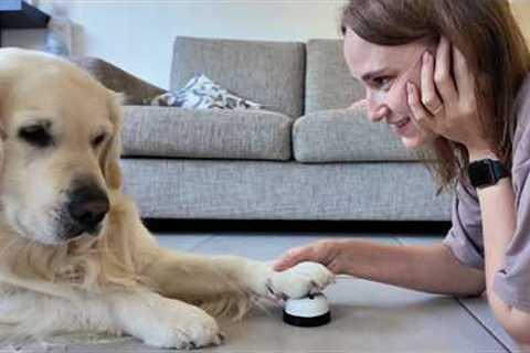 Funny Attempts to Teach My Dog How to Ring a Bell