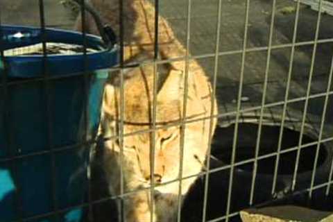 The Challenges of Owning Exotic Pets