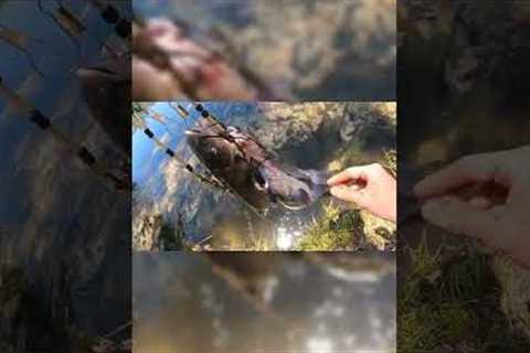 Fishing at Little lake! #fishing #fisherman #bassfishing