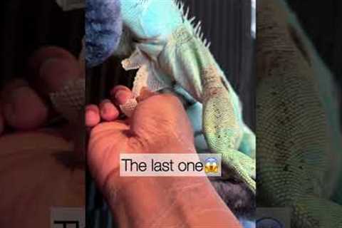 Thoughts?💭 #iguana #reptile #lizard #funnyanimals #pets #lizards #reptiles