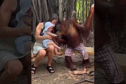 Chimpanzee and Human Baby Share Heartwarming Moments | Unexpected Friendship || animal/ human love