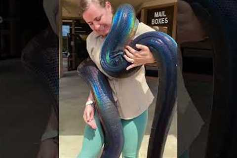 You Have To See This Gorgeous Rainbow Snake! 😱🐍