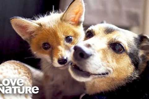 Real-Life ‘Fox And The Hound’ | Oddest Animal Friendships