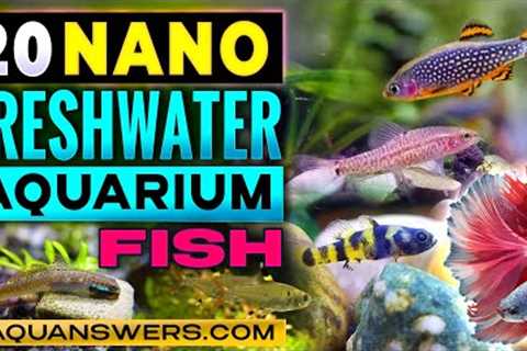 20 Tiny Freshwater Aquarium Fish That Stay Small – Perfect for Nano Tanks!