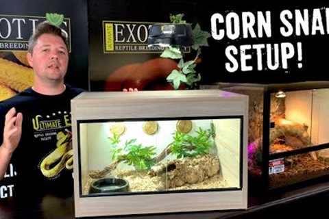 CORN SNAKE SETUP FOR BEGINNERS!