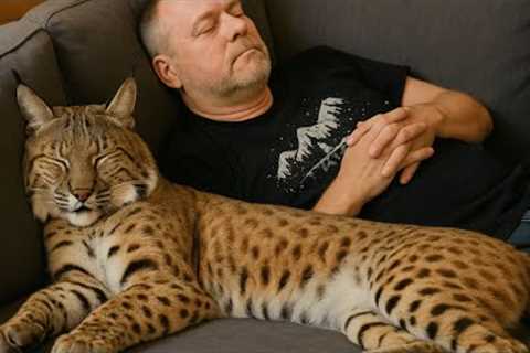 Rescued Bobcat Thinks She's Human, You Won't Believe What She Does on the Couch!