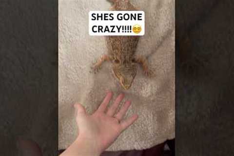 Off her ROCKER.😶 #cutepets #reptiles #petreptile #livszoo #beardeddragon #pets #lizard #reptile