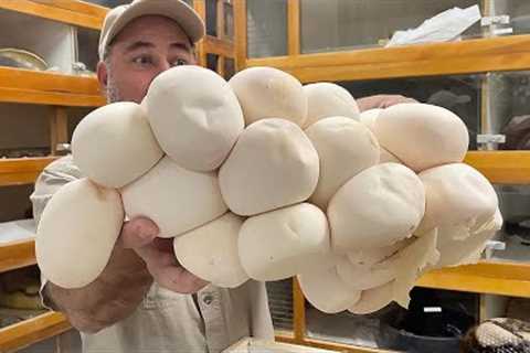 MOTHERLOAD of GIANT SNAKE EGGS  😱🥚