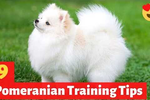 9 Amazing Pomeranian Puppy Training Tips | How to Train your Pomeranian puppy?