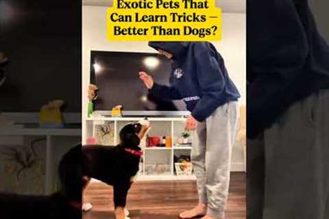 Exotic Pets That Can Learn Tricks – Better Than Dogs?#facts #pets #animalshorts