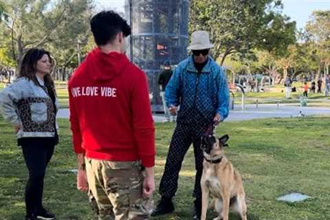How To Stop A Reactive Dog FAST!!! ( And Actually Help Them).