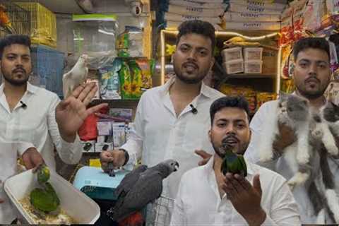 Wajid exotic amazon parrot new video Jogeshwari #exotic #bird #parrot #cats